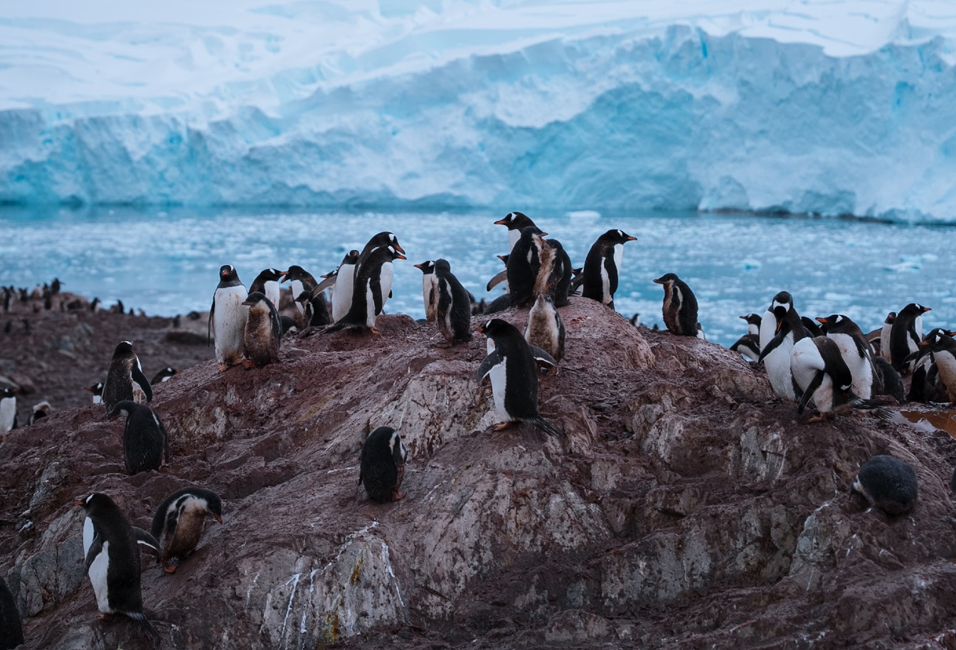 Где живут пингвины и почему их нет в Арктике?