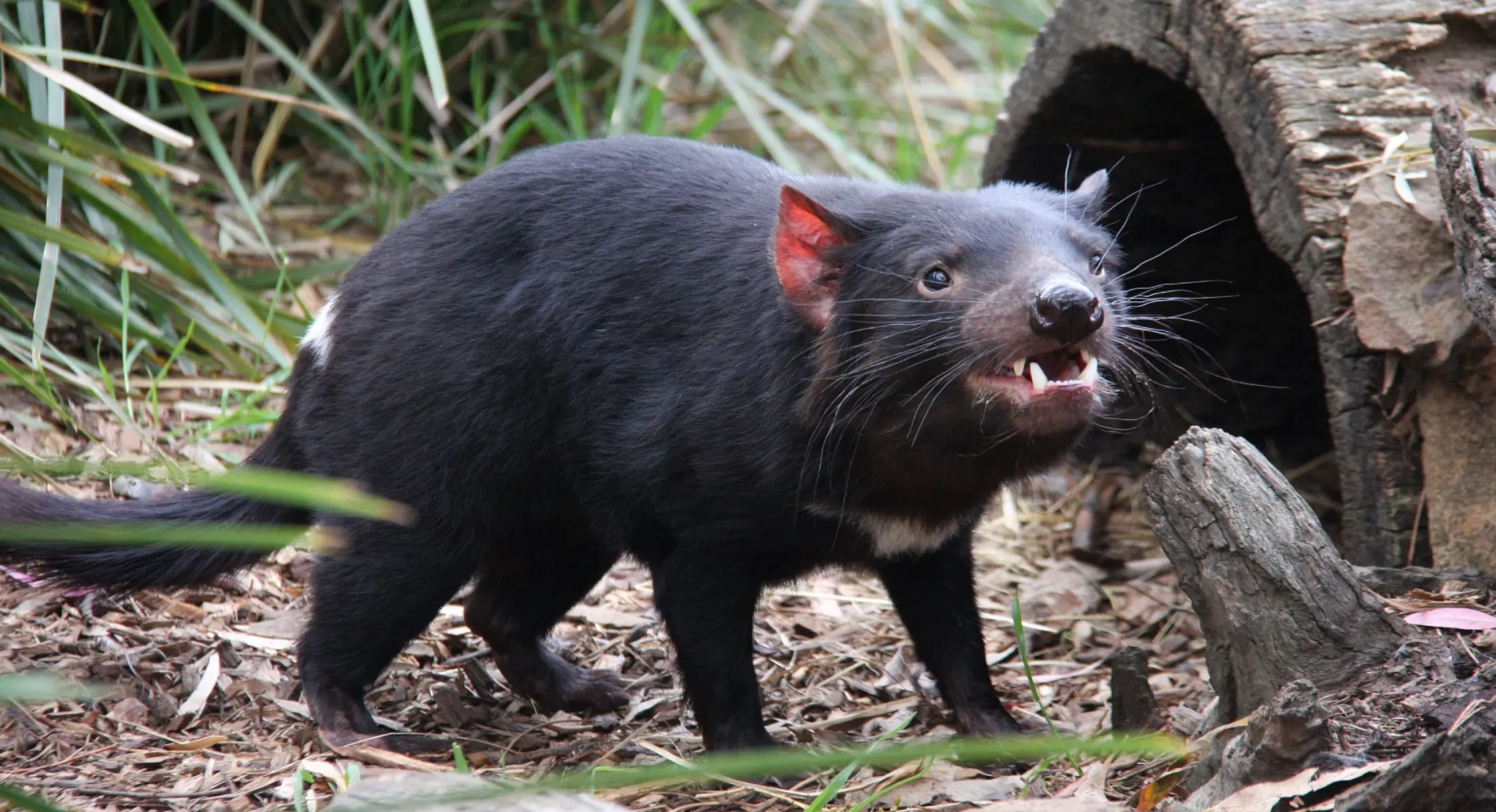 Getting to know the Tasmanian devil