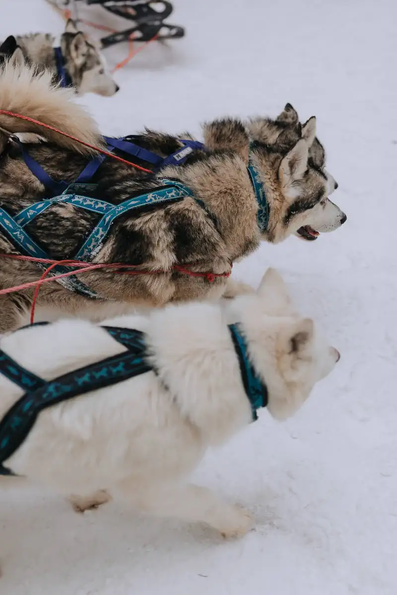 Baikal 5.0. photo 151